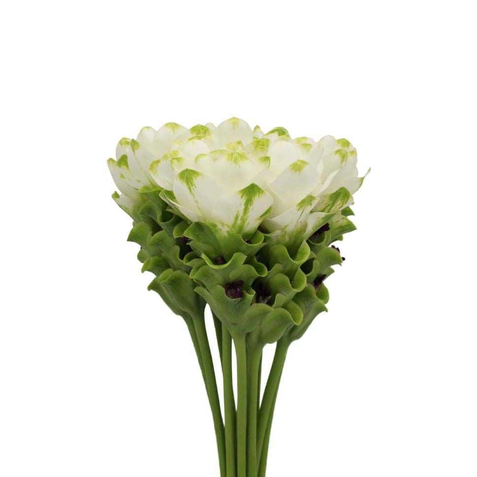 Curcuma White