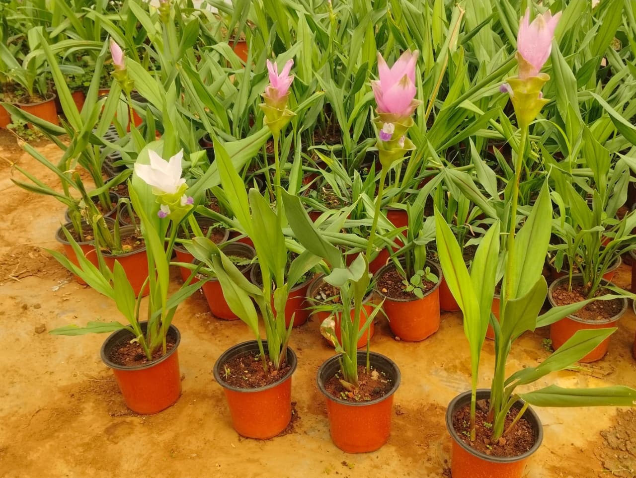 Curcuma Pink Potted Plant