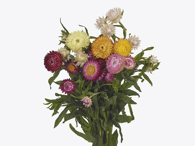 Helichrysum Mix