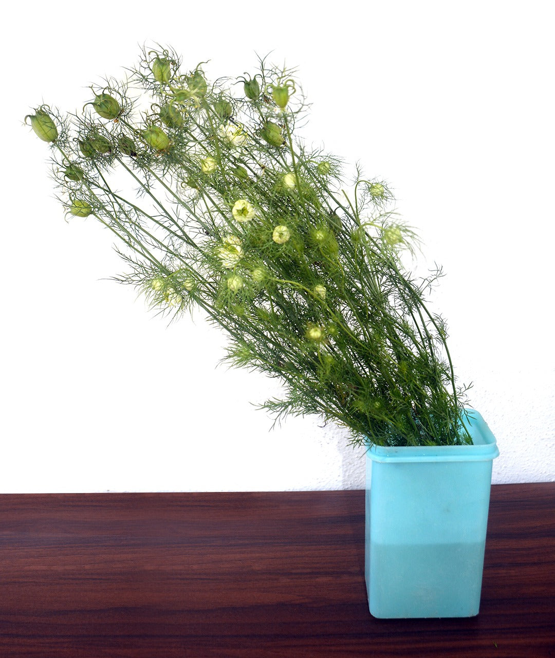 Nigella Flower