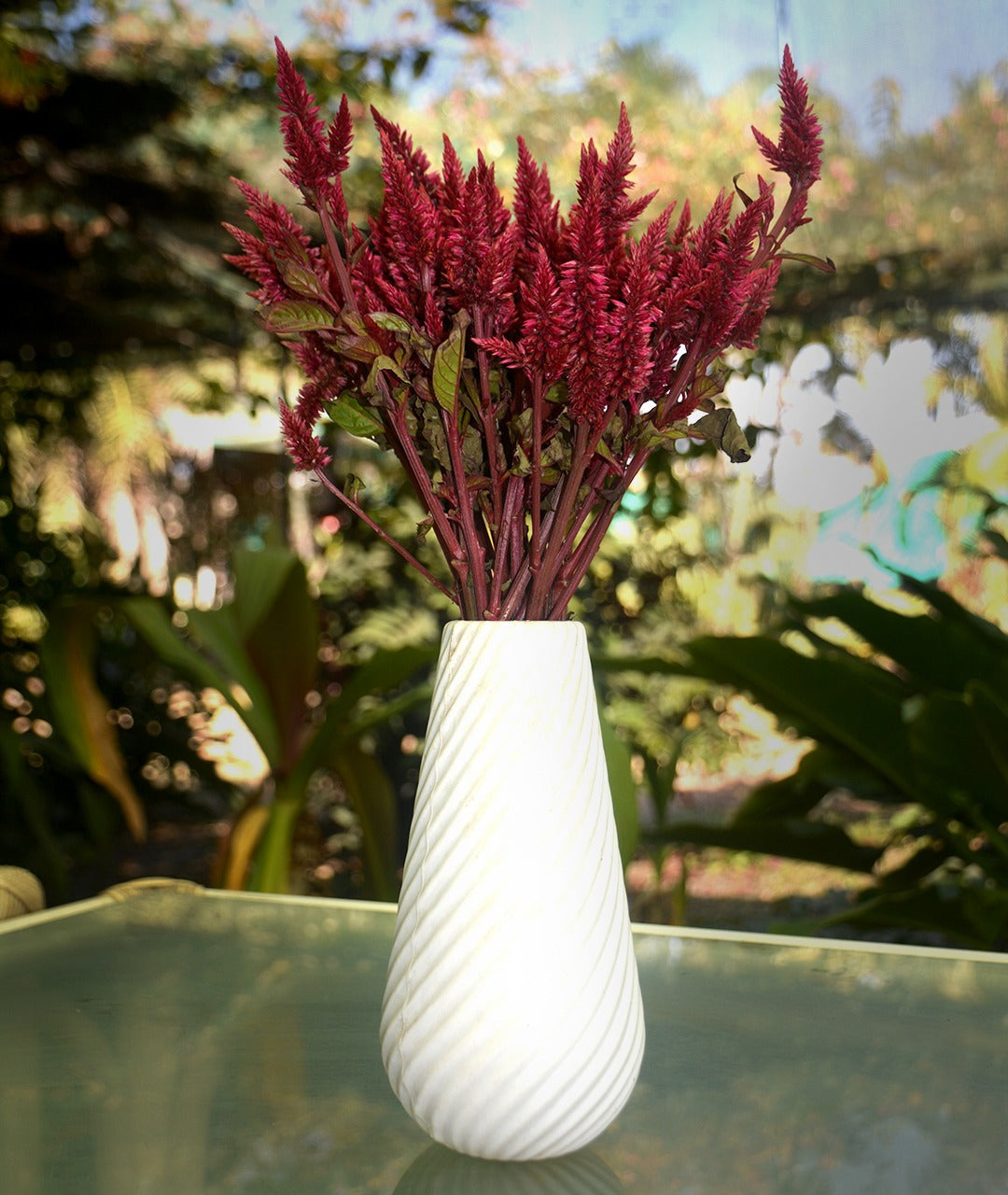 Celosia Roquette Brown