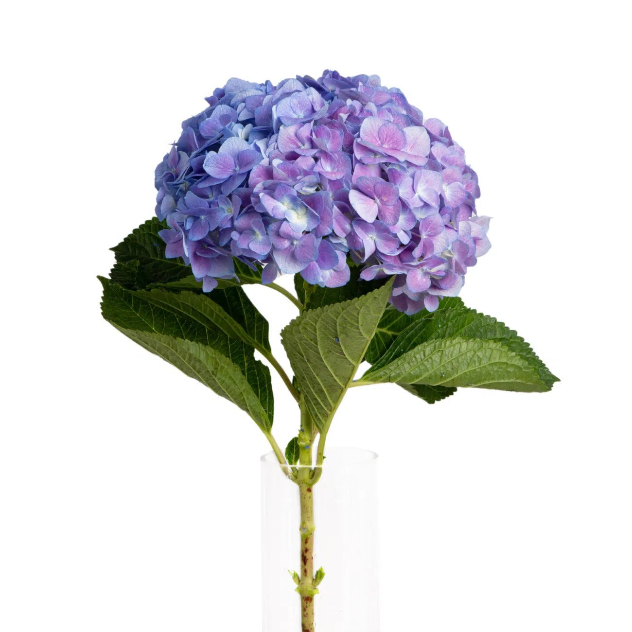 Hydrangea Cut Flower Blue