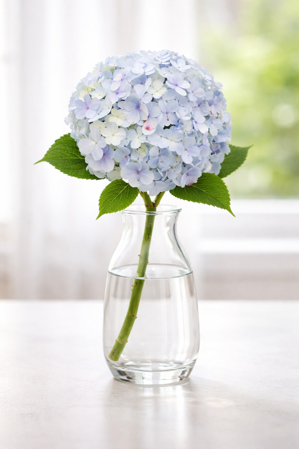Hydrangea Light Blue Cut Flower