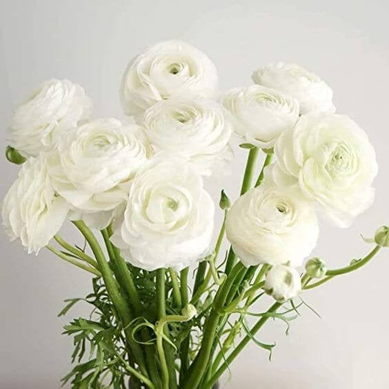 Ranunculus White