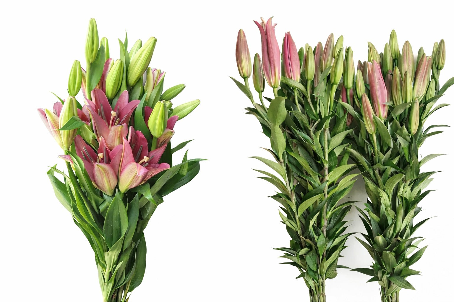 Oriental Lily Pink