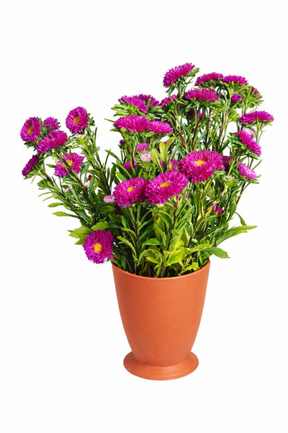 Aster