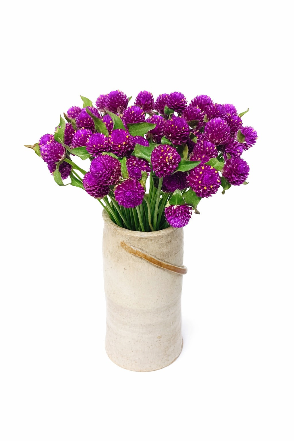 Gomphrena - Purple