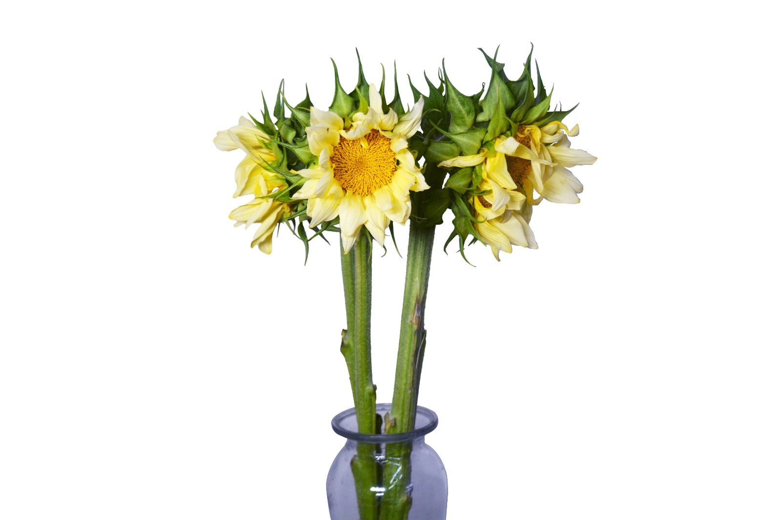 Sunflower Vanilla