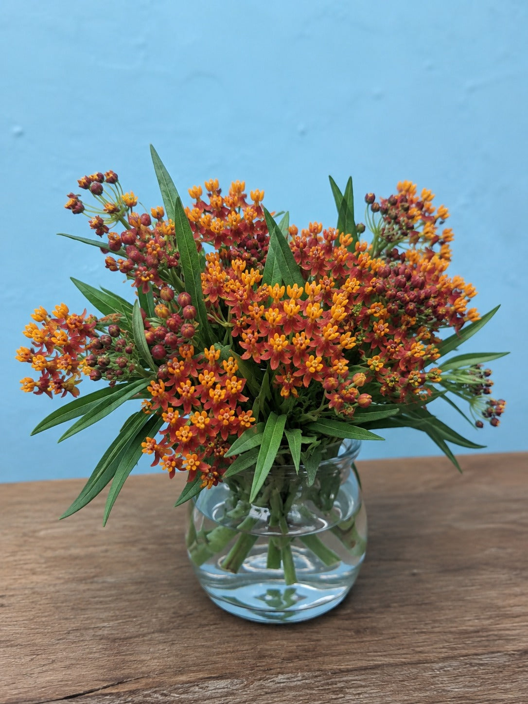 Asclepias
