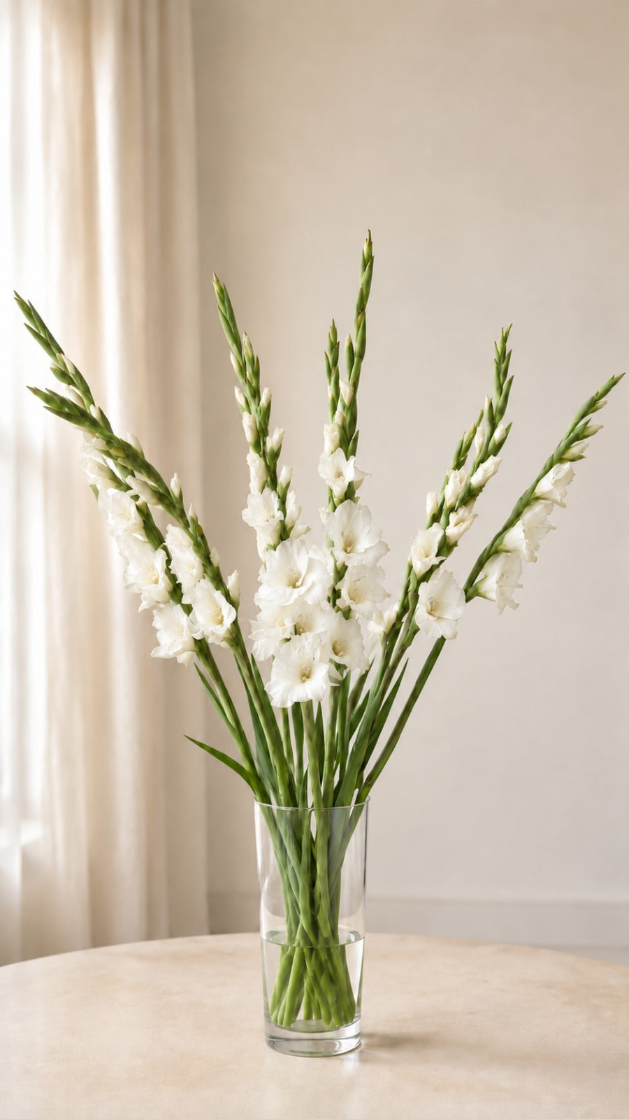 Gladiolus White