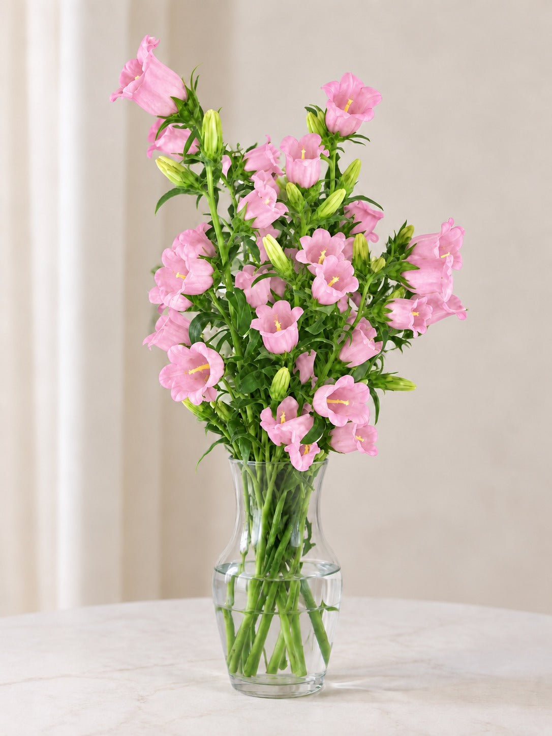 Campanula Pink