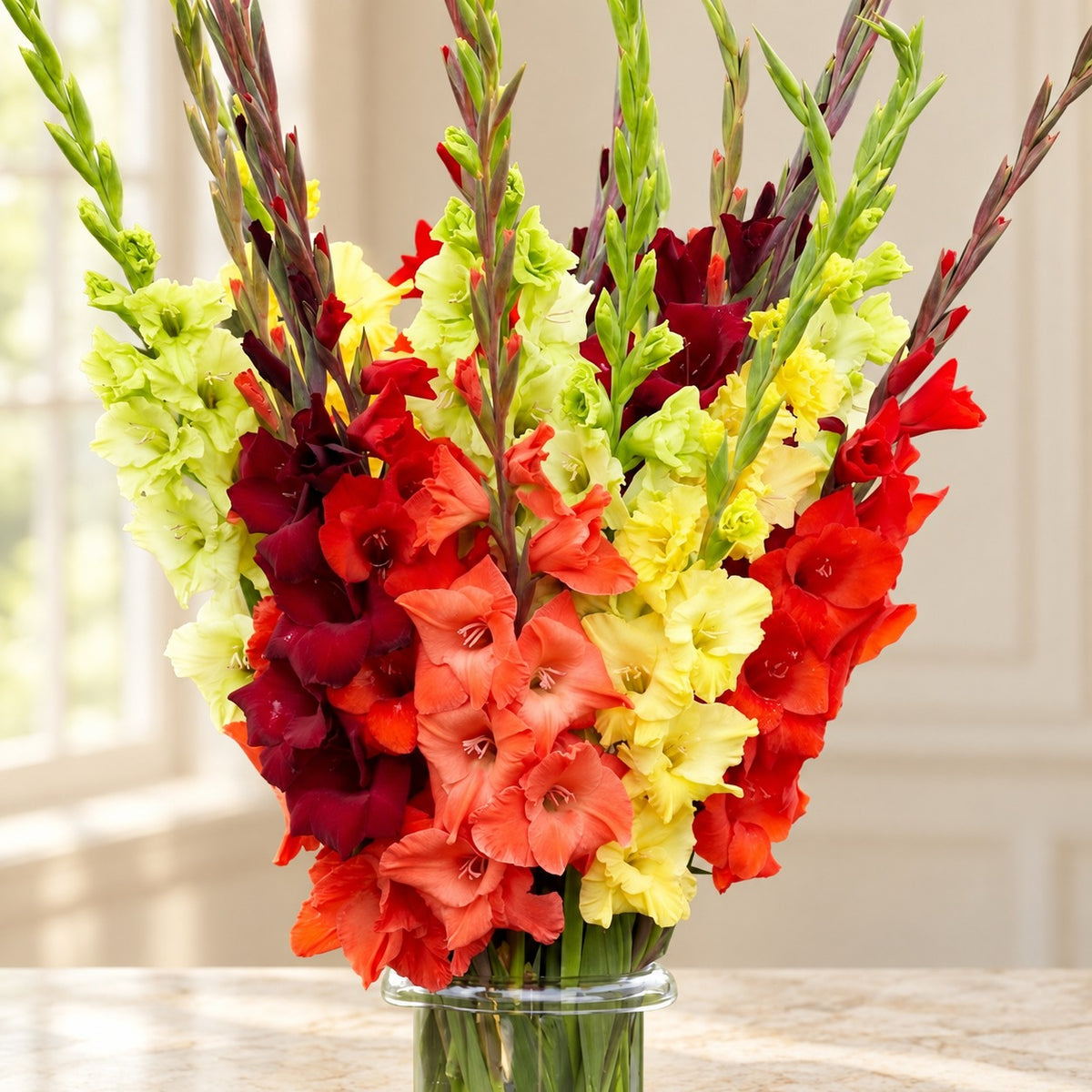 Gladiolus Mix