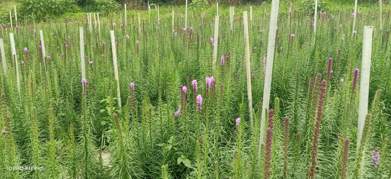 Trikaya Online Store