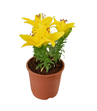 Asiatic Lily Yellow Mini Live Plant