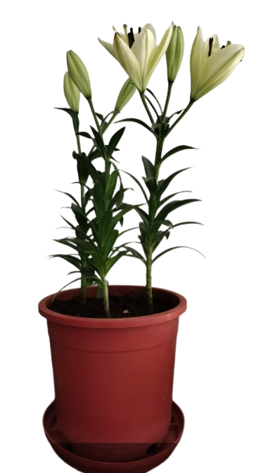 Asiatic Lily White Mini Live Plant