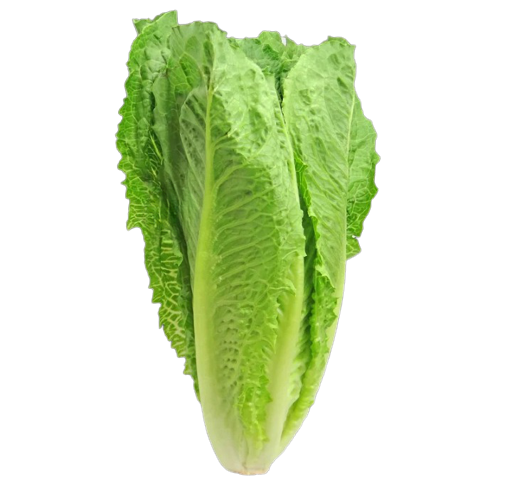 Lettuce Romaine Green