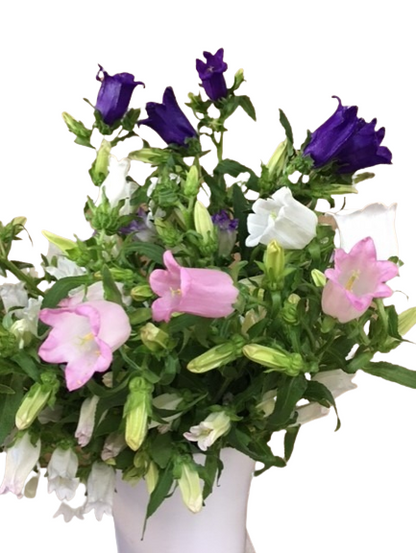 Campanula (White, Pink and Blue)
