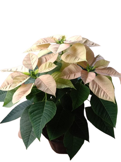 Christmas Poinsettia Plant - Pink