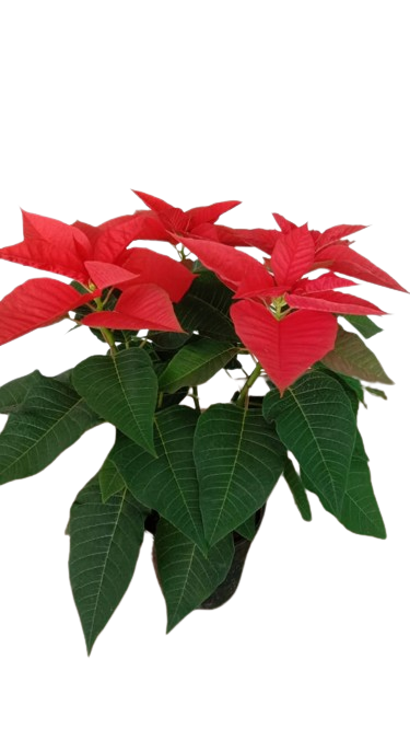 Christmas Poinsettia Plant - Orange