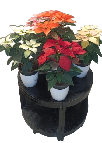Christmas Poinsettia Plant - Mix Combo
