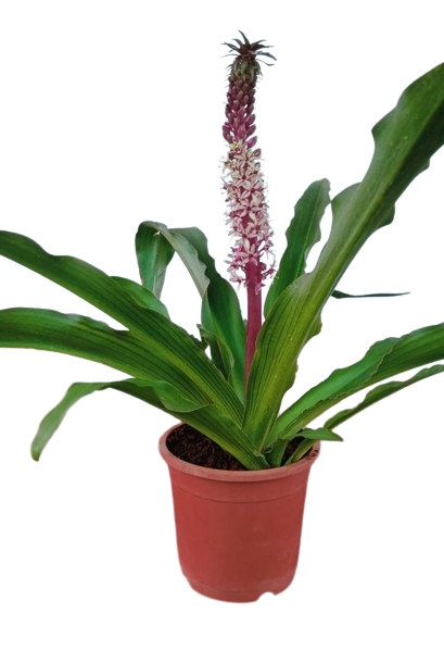 Pineapple Lily Brown Live Plant