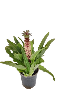 Pineapple Lily Brown Live Plant