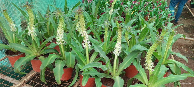 Pineapple Lily Green Live Plant