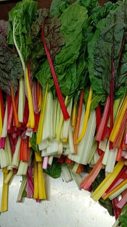 Swiss Chard, Multi-Coloured