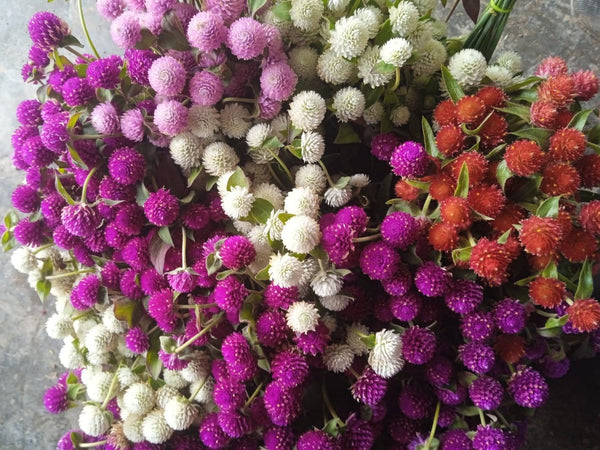 Gomphrena Mix - (White/Purple/Red/Orange)