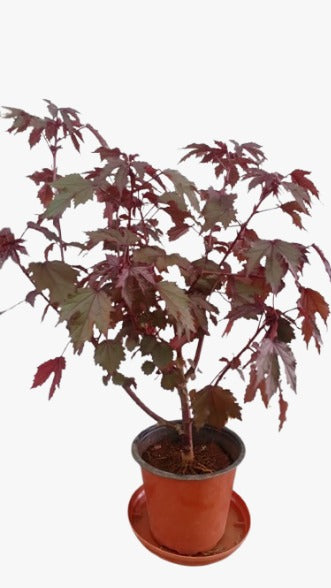 Hibiscus Potted Plant