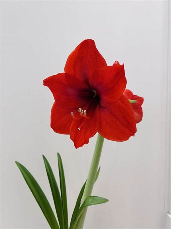 Amaryllis Living Red Plant