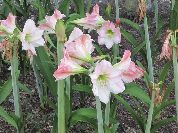 Amaryllis Living Pink Plant