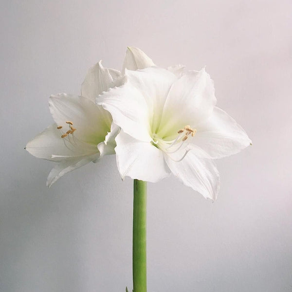 Amaryllis Living White Plant