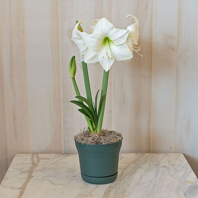 Amaryllis Living White Plant