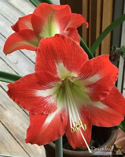 Amaryllis Living Apple Blossom Plant Buy 2 Get 1 Free