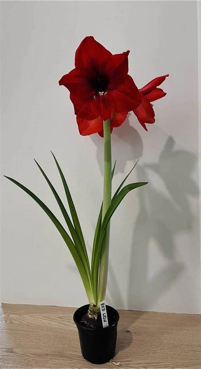 Amaryllis Living Red Plant Buy 2 Get 1 Free