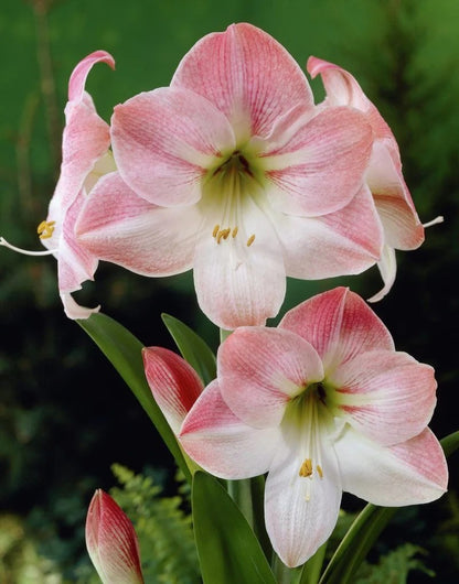 Amaryllis Living Pink Plant Buy 2 Get 1 Free