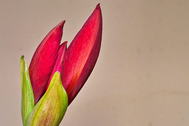 Amaryllis Living Red Plant Buy 2 Get 1 Free