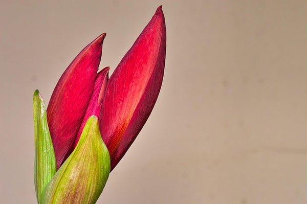 Amaryllis Living Red Plant Buy 2 Get 1 Free