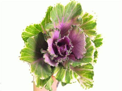 Ornamental Kale Mix