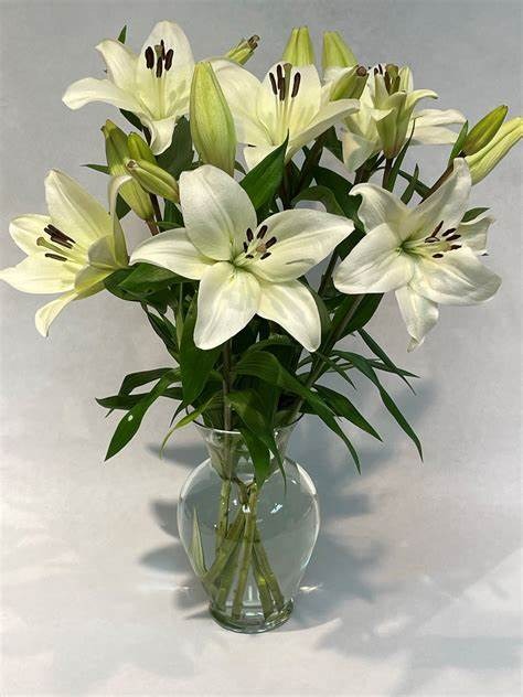 Asiatic Lily White