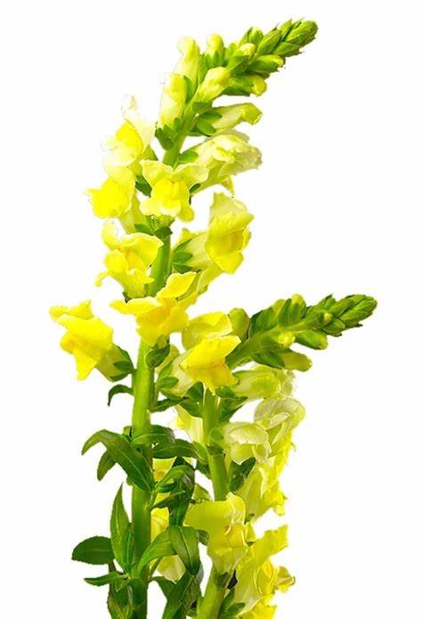 Snapdragon Yellow