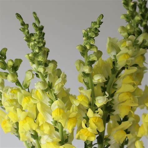 Snapdragon Yellow