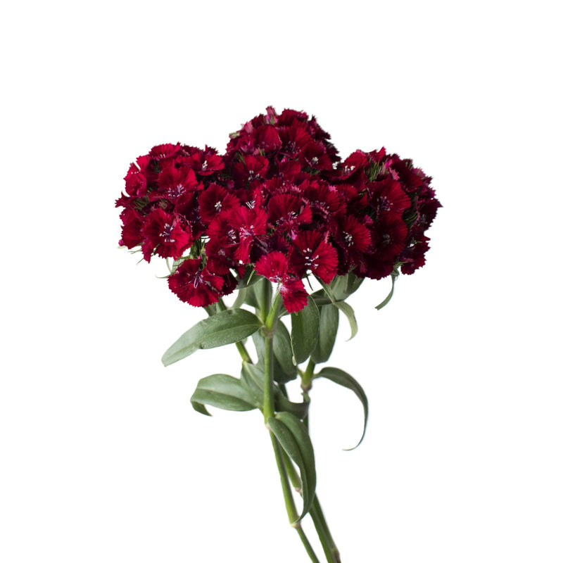 Sweet William Red