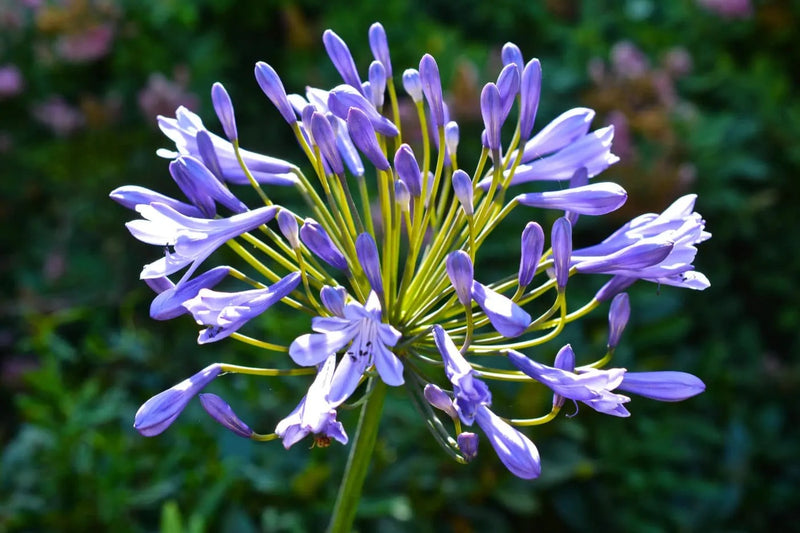 Agapanthus - Blue