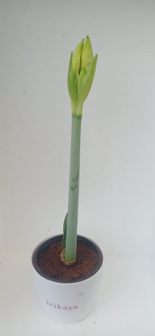 Amaryllis Living White Plant