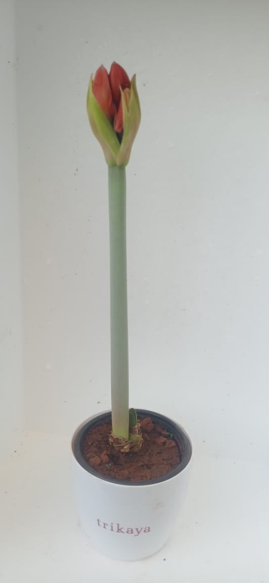Amaryllis Living Red Plant