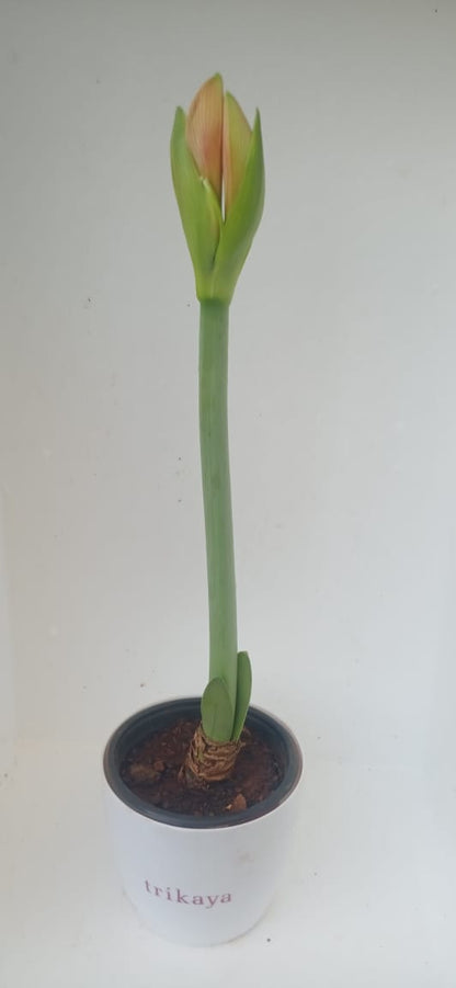 Amaryllis Living Pink Plant