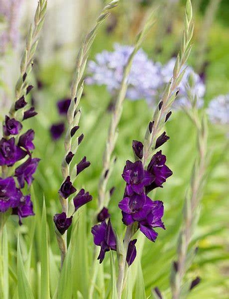 Gladiolus Purple