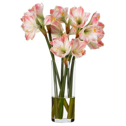 Amaryllis Pink